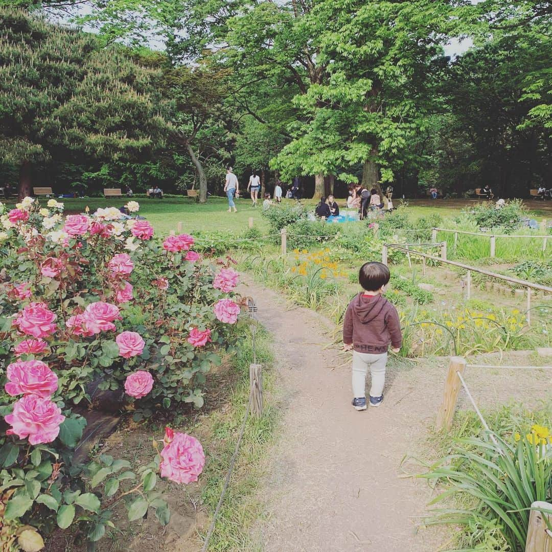 安田美沙子さんのインスタグラム写真 - (安田美沙子Instagram)「今日は、お仕事終わりに代々木公園へ。。。 沢山走り回って欲しかったけど、まずお昼寝💤 そしてバラ園を散歩したり、はんなとわんちゃんと触れ合ったり🐶✨ そしてなんとなく気付いたのが、 はまってる山手線のプラレールを離さない。息子くん、パパにそっくりでインドア派だ！！ お家帰ったら、生き生きしてプラレールしてました。笑  #instagood #boy #24monthsold #プラレール #アンパンマン #足が柔らかい」5月12日 22時23分 - yasuda_misako