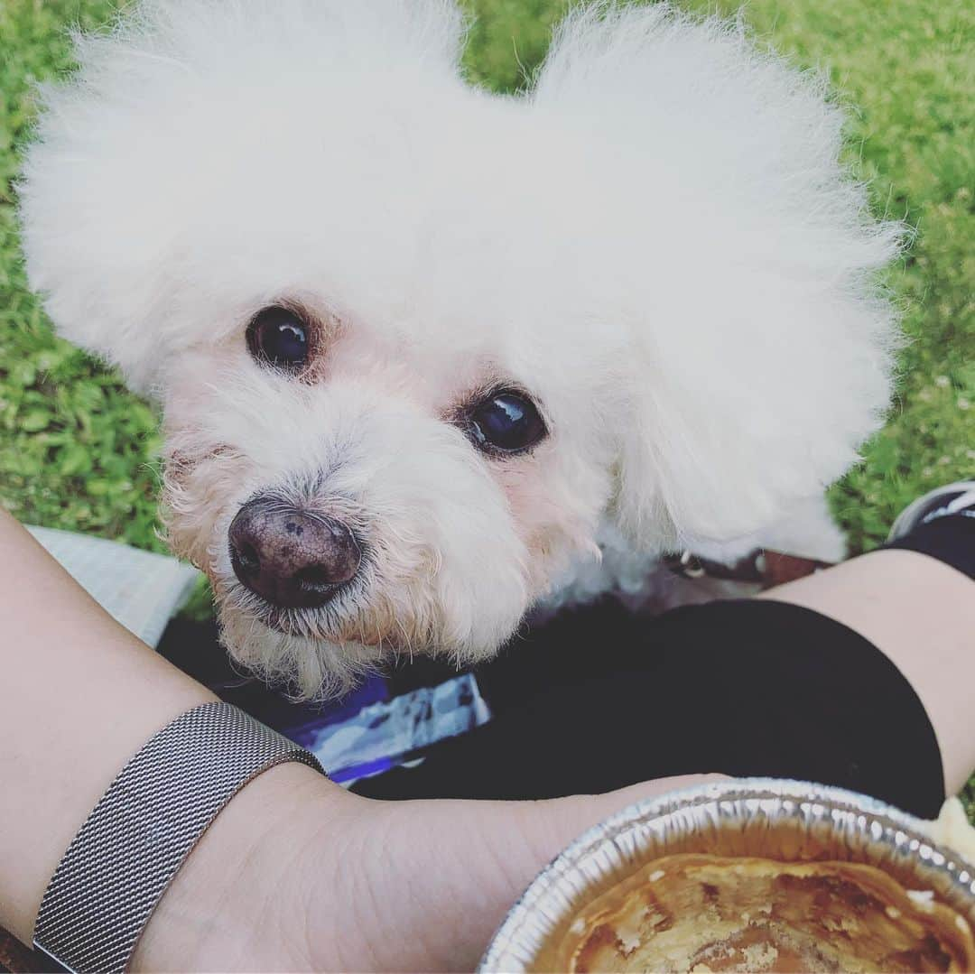 安田美沙子さんのインスタグラム写真 - (安田美沙子Instagram)「今日は、お仕事終わりに代々木公園へ。。。 沢山走り回って欲しかったけど、まずお昼寝💤 そしてバラ園を散歩したり、はんなとわんちゃんと触れ合ったり🐶✨ そしてなんとなく気付いたのが、 はまってる山手線のプラレールを離さない。息子くん、パパにそっくりでインドア派だ！！ お家帰ったら、生き生きしてプラレールしてました。笑  #instagood #boy #24monthsold #プラレール #アンパンマン #足が柔らかい」5月12日 22時23分 - yasuda_misako