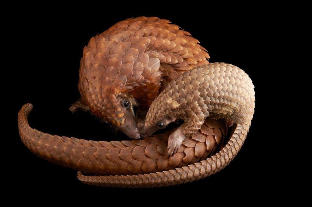 Joel Sartoreさんのインスタグラム写真 - (Joel SartoreInstagram)「Happy Mother’s Day from this white-bellied pangolin and her baby @pangolinconservation. The juvenile, called a pangopup, was only 70 days old when this photo was taken and was the first of her species to be bred in captivity in the U.S.. Pangopups rely on their mother’s milk for the first several months of life and will catch a ride on mom’s tail whenever possible. With a strong maternal instinct, pangolin moms will ball themselves up around their baby when danger is near to shield it from any potential threats. While all eight species of pangolin are in danger of extinction due to illegal trafficking, there is reason for hope. The @PangolinSG is working hard to combat the trafficking crisis and raise awareness among governments and NGOs. You can support this species by using the power of your network to bring attention to this incredible creature. #mothersday #pangolin #pangopup #scalyanteater #dragonscales #baby #love #photoark #savetogether」5月12日 22時24分 - joelsartore