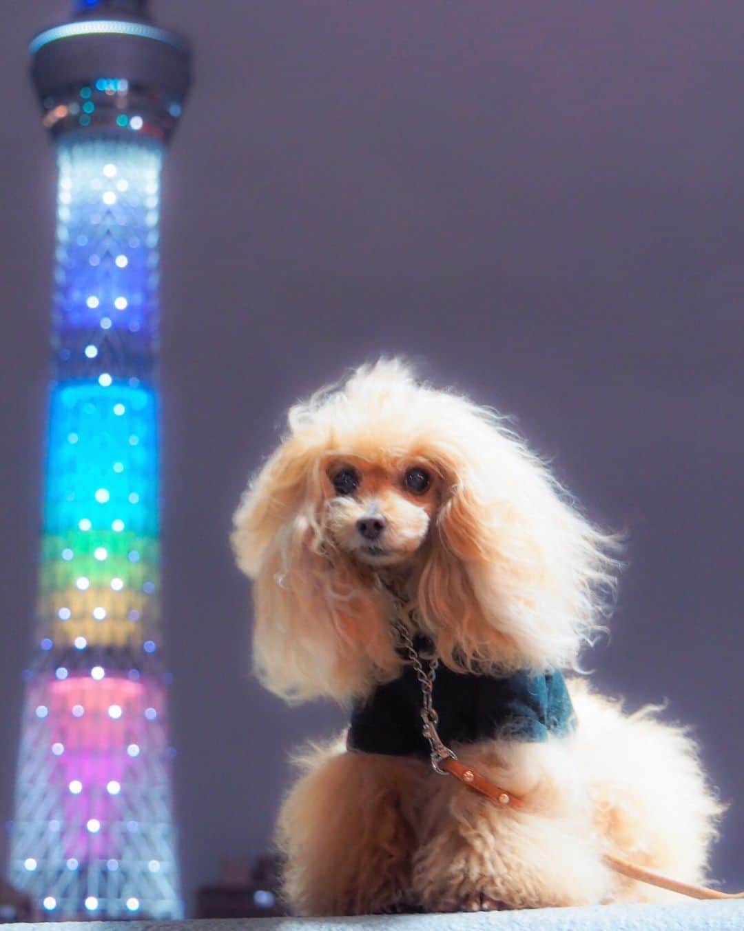 Toypoodle Mikuru?Asakusa Tokyoのインスタグラム：「20190512 Sunday. Goodnight 👋🏻 . 東京スカイツリー7周年記念特別展ライティング✨でした . #東京スカイツリー #7周年 #特別ライティング . 今日は横浜にてas know as de wan 第17期ppモデル同期会でした😊 楽しい一日をありがとうございました。 みくるも私も元気を貰えました🥺 詳細は明日にでも🥰 . 寝れない夜続きだったけど(寝てるけど) 今夜は遊び疲れてゆっくり眠れるかな😌」
