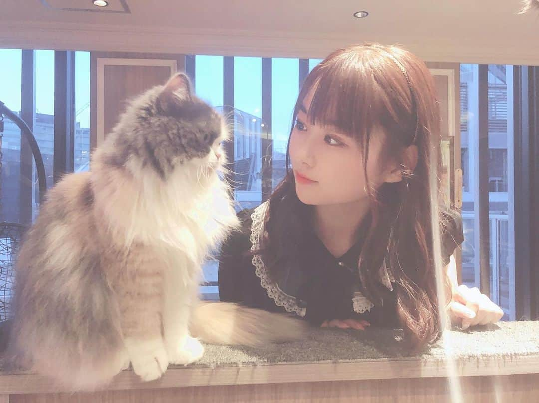 達家真姫宝さんのインスタグラム写真 - (達家真姫宝Instagram)「昨日、初めて猫カフェに行ってきました〜🐱🐈 猫ちゃんめっっちゃ可愛かった、、 けれどまき猫アレルギーだと思われます😥笑 #猫カフェmocha #猫カフェ #渋谷 🐱」5月12日 22時42分 - makiho_official