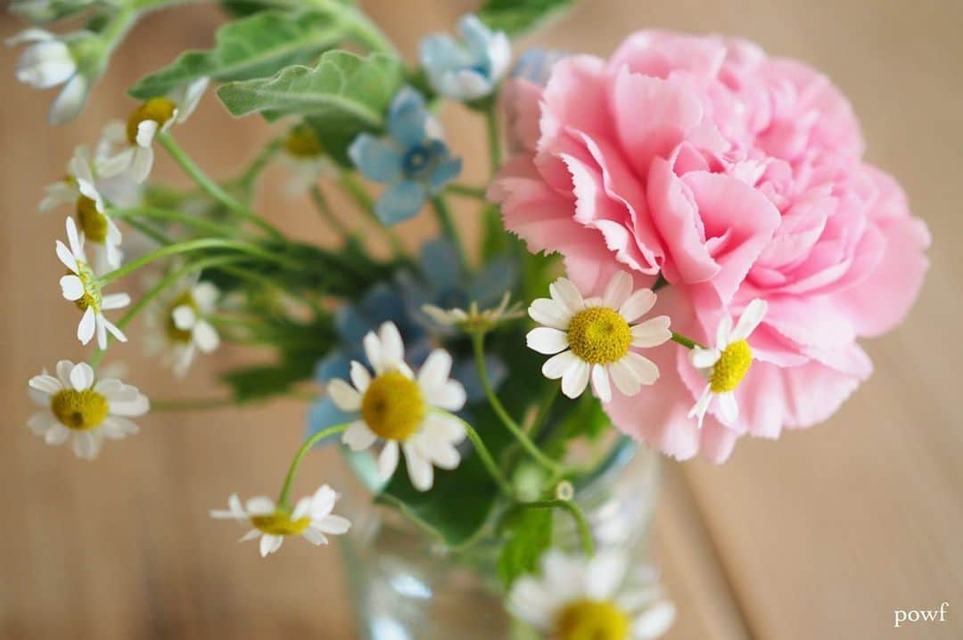anemone_69のインスタグラム：「. ⋆*❁*⋆ฺ｡* . . #カーネーション #カモミール #ブルースター . . .」