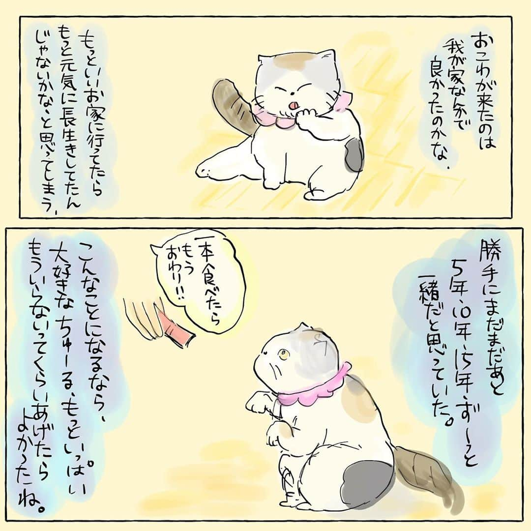 大盛のぞみさんのインスタグラム写真 - (大盛のぞみInstagram)「我が家の猫、おこわの話です。  毛玉だらけの私の腹を揉むおこわ、ほんとにかわいくて！  どうか、今楽しく空の上で遊んでくれてたらいいな。 -------------------------------- --------------------------------まだまだ切り替えが上手くできなくて、情けないことにグアムの話もまとめられなくなってしまっています。  現地ではほぼ一緒だった姉( @aneeejya ) に、結婚式エピソードを任せました🙇‍♀️ 食べ物なんかのたくさんの記録は @imoootjya_debuet に近日中に載せるので、もし興味がある方は見てみてね✨」5月12日 23時05分 - imoootjya