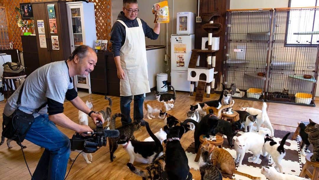 TBS「情熱大陸」さんのインスタグラム写真 - (TBS「情熱大陸」Instagram)「埼玉県にある「保護猫カフェ」には、片方の目が見えない猫もいれば、足の不自由な猫も…実に様々な事情を抱えた猫達が約50匹います。 保護した猫 をケアしてカフェを通じて新たな家族を見つけるこちらの店名「ねこかつ」は「就活」や「婚活」のように「猫活（猫の保護活動）」という言葉が一般的になって欲しいという願いで、店主の梅田さんが命名したそうです。 猫達に新しい家族を見つけるために奮闘を続ける店主の怒涛の日々とは… 「元野良猫・捨て猫達」が新たな家族の一員となる瞬間をカメラが追いました。今、放送開始です🎥✨‼️11時〜11時30分  #情熱大陸 #猫 #ねこかつ #mbs #tbs」5月12日 23時00分 - jounetsu_tairiku