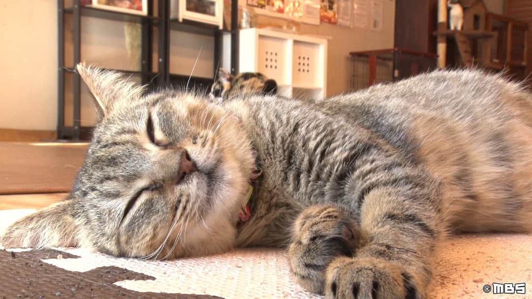 TBS「情熱大陸」さんのインスタグラム写真 - (TBS「情熱大陸」Instagram)「埼玉県にある「保護猫カフェ」には、片方の目が見えない猫もいれば、足の不自由な猫も…実に様々な事情を抱えた猫達が約50匹います。 保護した猫 をケアしてカフェを通じて新たな家族を見つけるこちらの店名「ねこかつ」は「就活」や「婚活」のように「猫活（猫の保護活動）」という言葉が一般的になって欲しいという願いで、店主の梅田さんが命名したそうです。 猫達に新しい家族を見つけるために奮闘を続ける店主の怒涛の日々とは… 「元野良猫・捨て猫達」が新たな家族の一員となる瞬間をカメラが追いました。今、放送開始です🎥✨‼️11時〜11時30分  #情熱大陸 #猫 #ねこかつ #mbs #tbs」5月12日 23時00分 - jounetsu_tairiku