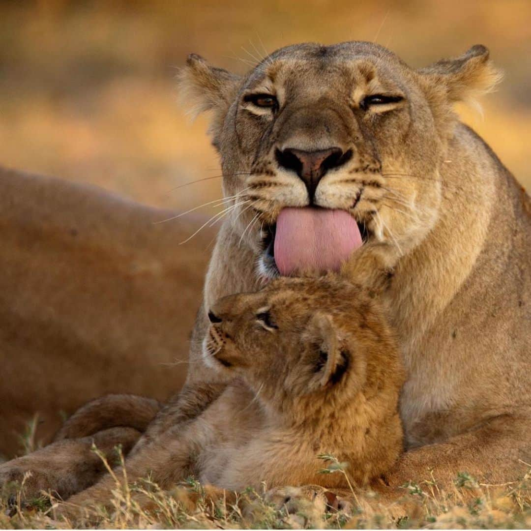 Black Jaguar-White Tiger さんのインスタグラム写真 - (Black Jaguar-White Tiger Instagram)「Happy Mother’s Day... #SaveLions  Pic by @beverlyjoubert」5月12日 23時15分 - blackjaguarwhitetiger