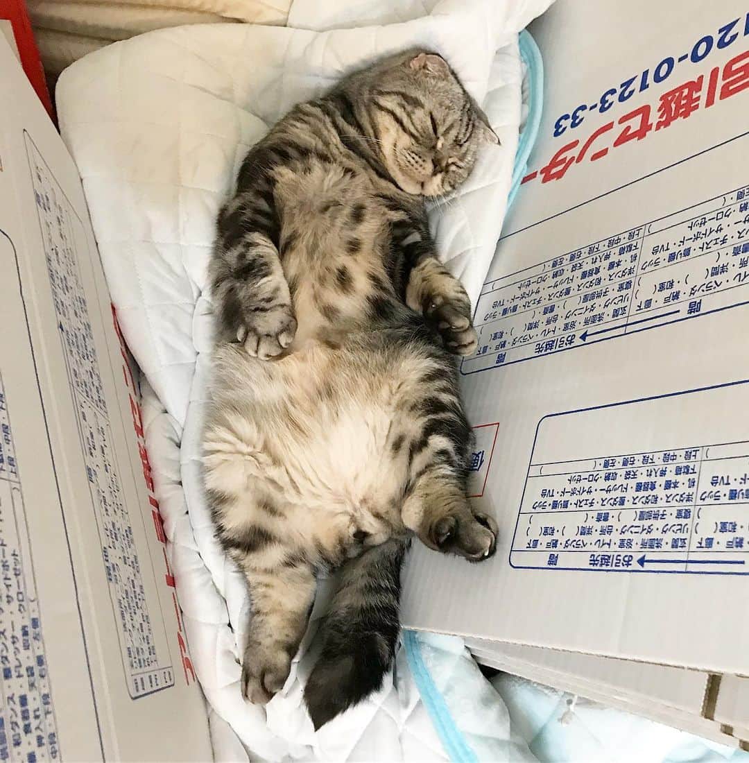 Shishi-maruのインスタグラム：「🐱バタバタ中でも、マイペース。 🐱We are packing to move out every day.But He does things at his own pace. ーーーーーーーーーーー 📕「ぷっちねこ。」単行本発売中 📗「3匹のちいさな猫を召喚できたなら」 📘「ちいさな猫を召喚できたなら」重版出来 ーーーーーーーーーーー ⭐︎ねこ漫画を描いています→@tacos_cat 🐱公式→@chiisanacat 🌺Twitter →@taco_emonemon ーーーーーーーーーーー」