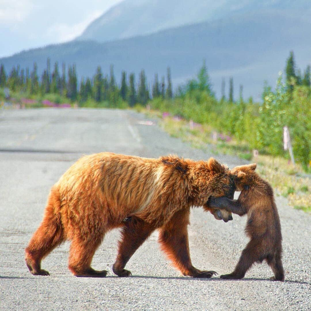 Explore Canadaさんのインスタグラム写真 - (Explore CanadaInstagram)「Happy #MothersDay to all the mama bears out there “nuzzling” their young and keeping them safe! As Canadians, we know that mama bears, of any kind, are not to be messed with! 😉 If you do spot one in the wild, be sure not to put yourself between her and her cubs! As for your very own mama bear, make sure you tell her how much you love her today! #ExploreCanada 📷: @rukdesilva 📍: @travelyukon . #exploreyukon #yukon #bears #Kluane #ParksCanada」5月12日 23時15分 - explorecanada