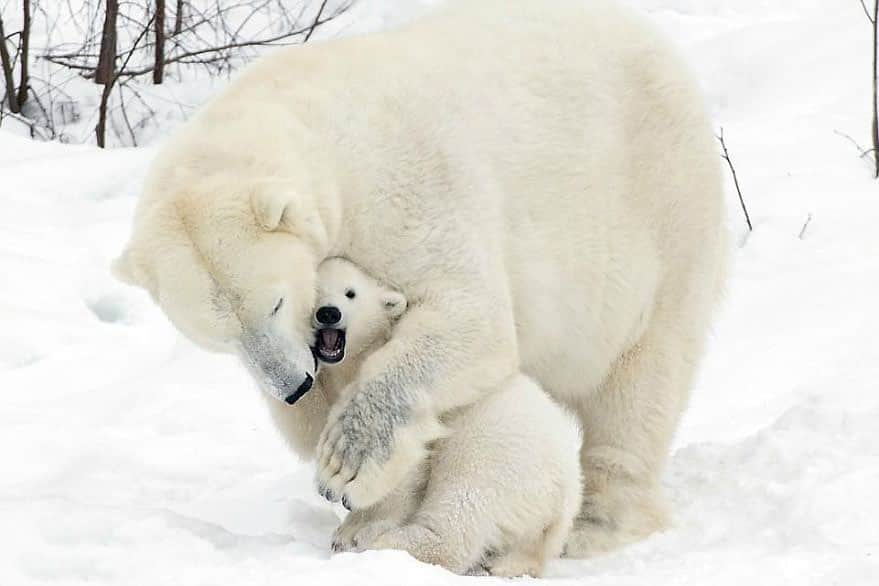 Polar Bearsのインスタグラム：「This cub is getting a great big hug from his momma! #happymothersday」