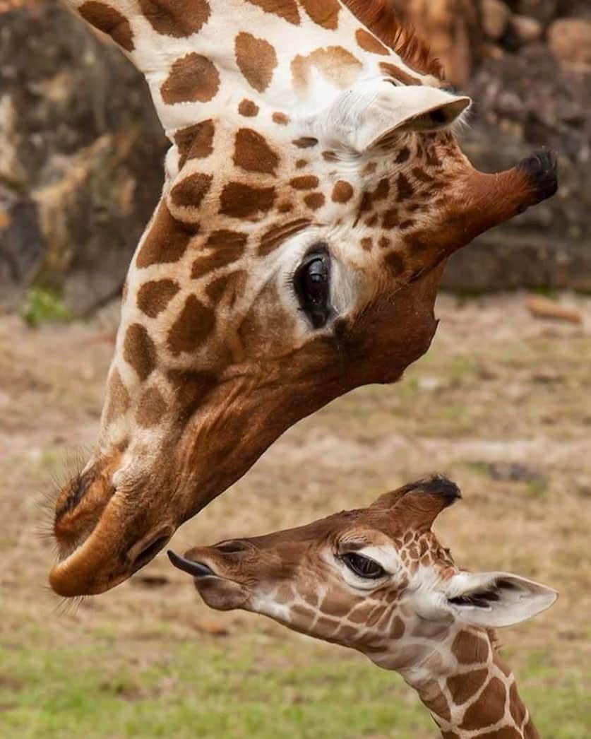 アメリカ自然史博物館さんのインスタグラム写真 - (アメリカ自然史博物館Instagram)「It’s Mother’s Day and we’re celebrating with facts about some of nature’s fiercest moms. After a 15-month gestation period, giraffe (Camelopardis giraffa) mothers give birth while standing or walking. The newborns can be more than 6 feet (1.8 meters) tall, and they are able to stand up right after birth! For the first few weeks, the mother will closely guard her baby, until the pair is ready to join the herd, where the young giraffe is cared for by a group of females.  Photo: Rox Bixby」5月12日 23時31分 - amnh