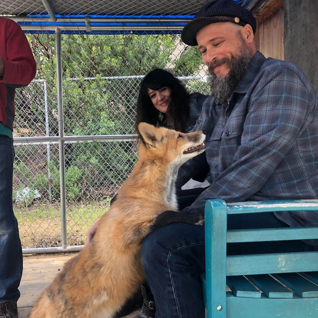 Rylaiさんのインスタグラム写真 - (RylaiInstagram)「Encounters at the center!! Yesterday we had such amazing groups come out to meet with the Ambassadors!! I took some really fun photos of what an Encounter with the Ambassadors is like!! . For one- it is fox overload!!! Our Russian domesticated foxes are full of personality - each one very different.  Viktor insisting on massages.... Mikhail, quiet sweetness.... Maksa the princess.... Ishy- our #American girl.... Spicy/sassy.... but beyond cuteness!! . The Russians are the perfect Ambassador to represent their wild and captive bred counterparts!! . We have encounters available in July and will be adding different types of encounters.... . If you want to Sponsor a fox: www.jabcecc.org . #lovefoxes #foxencounters #foxesofinstagram #sandiego #socal #animalencounters #russiandomesticatedfoxes #belyaev #genetics #furfree #viktor #jabcecc #maksa #mikhail #ishy #america #russian #nonprofit #support」5月12日 23時38分 - jabcecc