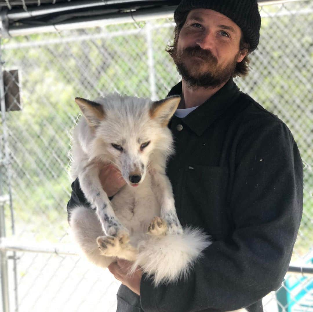 Rylaiさんのインスタグラム写真 - (RylaiInstagram)「Encounters at the center!! Yesterday we had such amazing groups come out to meet with the Ambassadors!! I took some really fun photos of what an Encounter with the Ambassadors is like!! . For one- it is fox overload!!! Our Russian domesticated foxes are full of personality - each one very different.  Viktor insisting on massages.... Mikhail, quiet sweetness.... Maksa the princess.... Ishy- our #American girl.... Spicy/sassy.... but beyond cuteness!! . The Russians are the perfect Ambassador to represent their wild and captive bred counterparts!! . We have encounters available in July and will be adding different types of encounters.... . If you want to Sponsor a fox: www.jabcecc.org . #lovefoxes #foxencounters #foxesofinstagram #sandiego #socal #animalencounters #russiandomesticatedfoxes #belyaev #genetics #furfree #viktor #jabcecc #maksa #mikhail #ishy #america #russian #nonprofit #support」5月12日 23時38分 - jabcecc