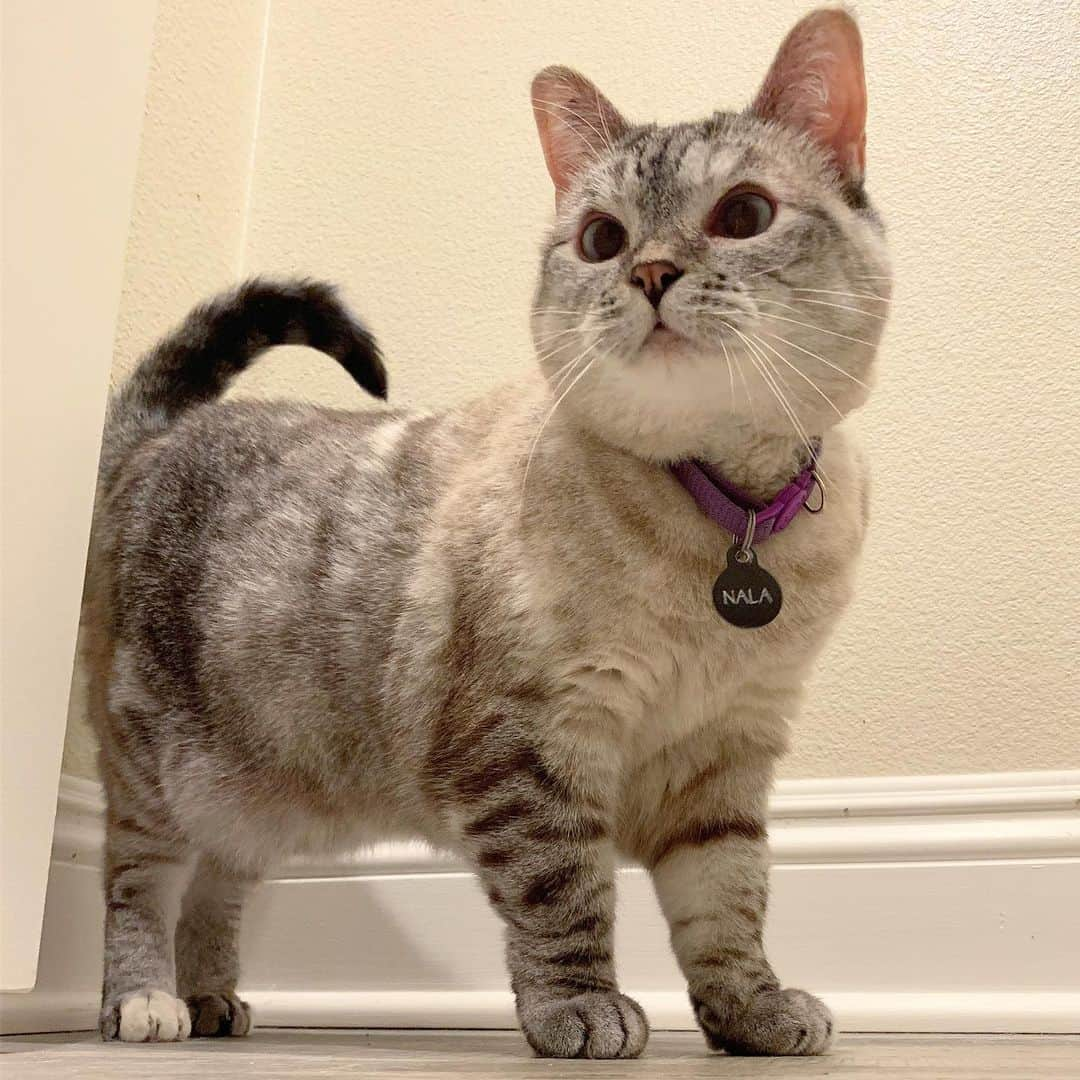 nala_catさんのインスタグラム写真 - (nala_catInstagram)「My DNA test said that I’m a Persian x British Short Hair x America Short Hair 🤔 (Happy Mother’s Day!! 🥰)」5月12日 23時52分 - nala_cat