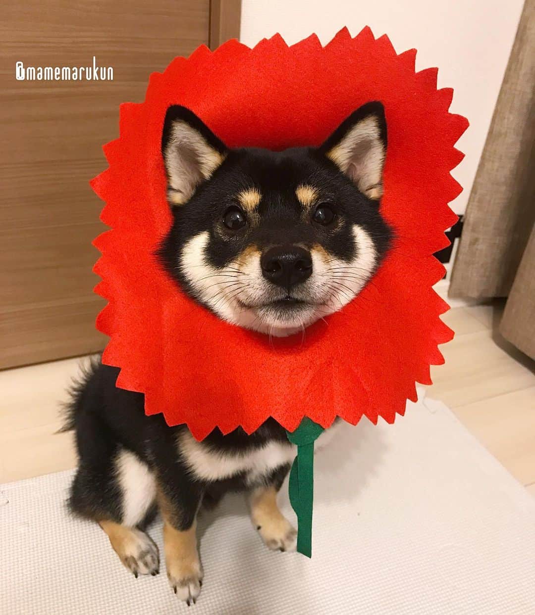 まめ丸のインスタグラム：「* * 今日は『ママの日』だったんだって🌼 ぼくのママも、みんなのママもいつもありがとー🐶💓 --------------------------------- きのうはぼくのおでき心配してくれてありがと🍀 背中のおできのことブログにかいたよ🐶 * HAPPY MOTHER’S DAY❣️ All I have to give you is my love on Mother’s Day🐶💓 ⭐️Mamemaru's cosplay No.30②⭐️ --------------------------------- I updated my blog🐶💓 The URL is in my profile. Please visit it if you have time❣️ * #はめ丸 シリーズ第30弾カーネーション🌹② #母の日 ともいうらしい #なんかエリマキトカゲみたいだね🐶💧 * #柴犬#豆柴#柴#黒柴#犬#わんこ#ふわもこ部#🐕📷#shiba#shibainu#shibastagram#shibadog#puppy#instadog#dogstagram#dog#instashiba#petstagram#pet#cute#adorable#강아지#doglover#カーネーション#mothersday#happymothersday」