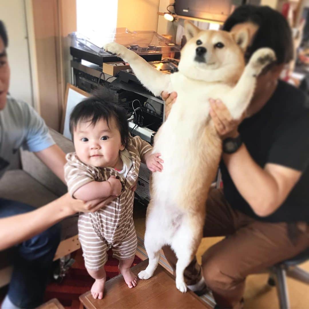 マル子のインスタグラム：「マル子巨神説 #マル子  #柴犬  #shiba  #キャワイ子ちゃんとマル子」