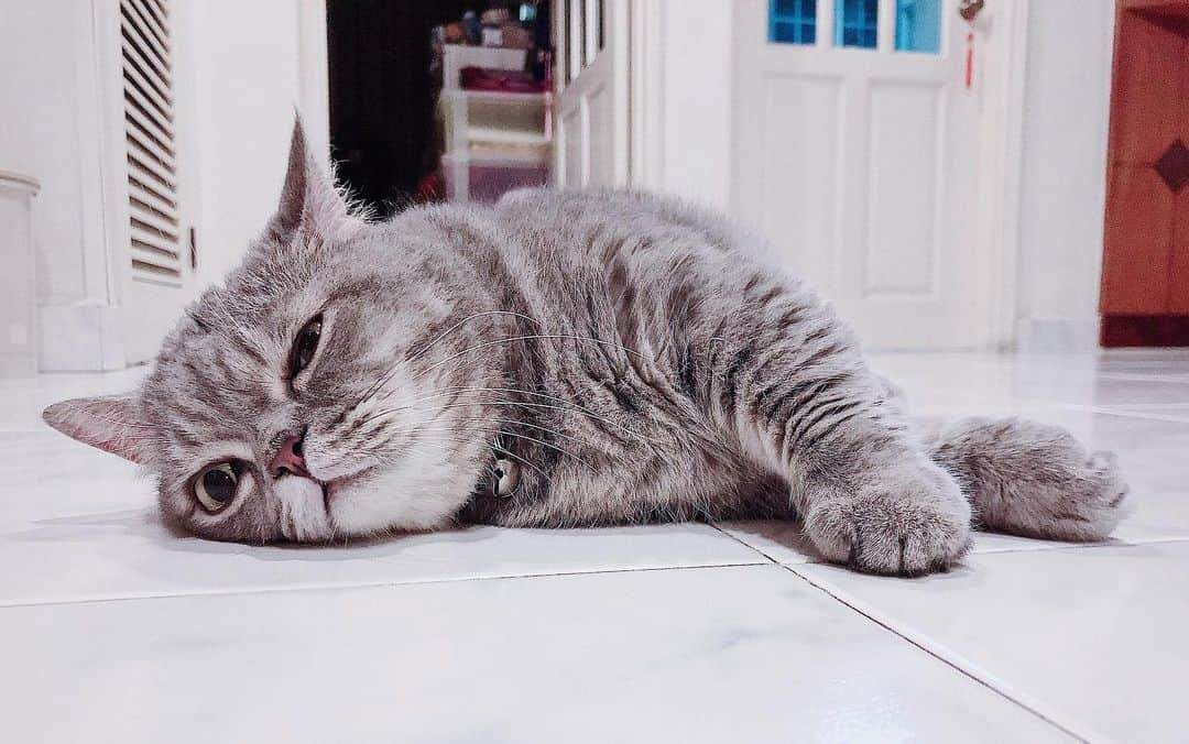 Pancakeのインスタグラム：「“if you have missed me a lot, here’s my fat nugget paw.” 🥺❤️☺️🐾 #cats #catsofinstagram #sgcats #pets #pancake #petstagram #instacats #instagramcats #munchkincats #neko #ねこ #マンチカン」