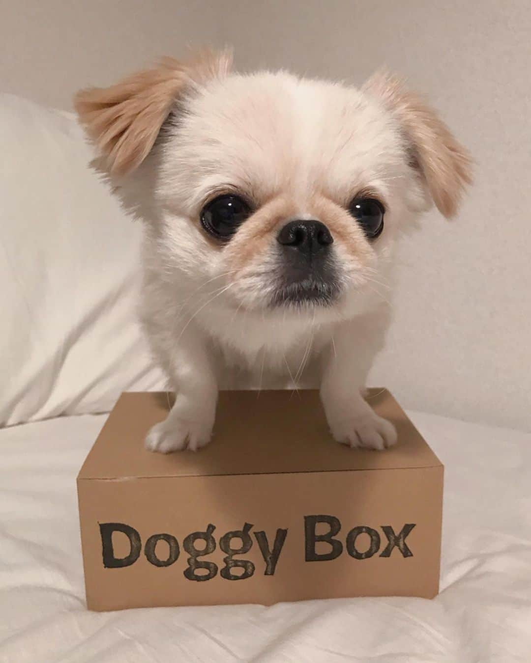 おもちくんさんのインスタグラム写真 - (おもちくんInstagram)「doggy box📦届いたよ🌊 バクダン💣🗺🏴‍☠️🌊かわいすぎる~ おやつもおもちゃもうれしすぎて 身を乗りだしたよ😂#身を乗りだし男 #doggybox #ドギボ」5月13日 1時29分 - omochi_kun