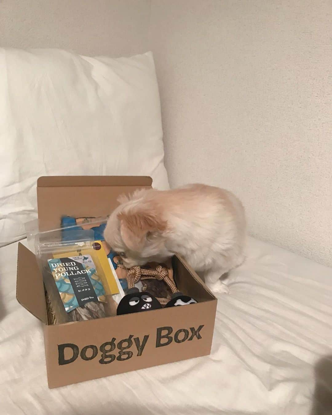 おもちくんさんのインスタグラム写真 - (おもちくんInstagram)「doggy box📦届いたよ🌊 バクダン💣🗺🏴‍☠️🌊かわいすぎる~ おやつもおもちゃもうれしすぎて 身を乗りだしたよ😂#身を乗りだし男 #doggybox #ドギボ」5月13日 1時29分 - omochi_kun