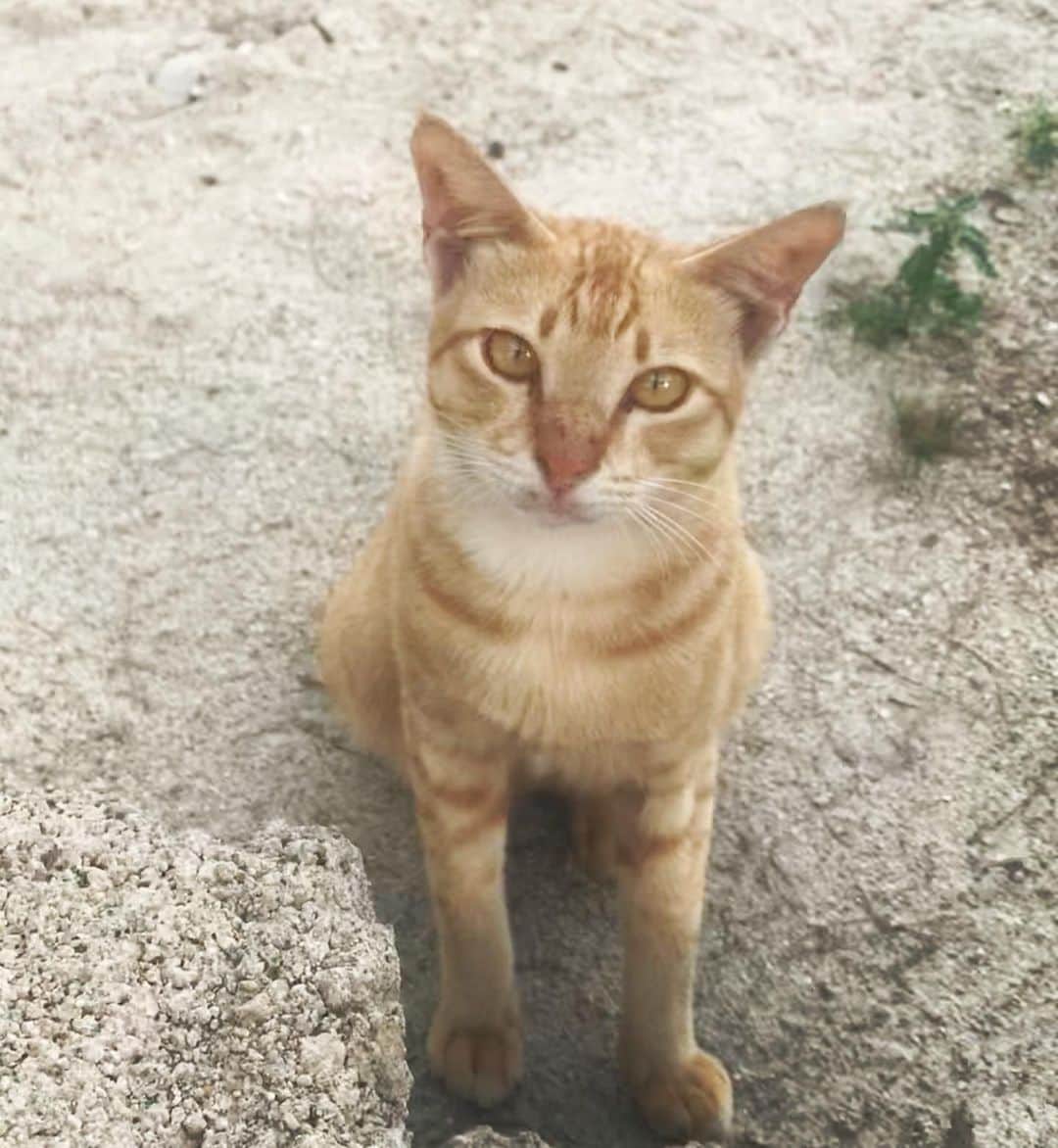 上本昌代のインスタグラム