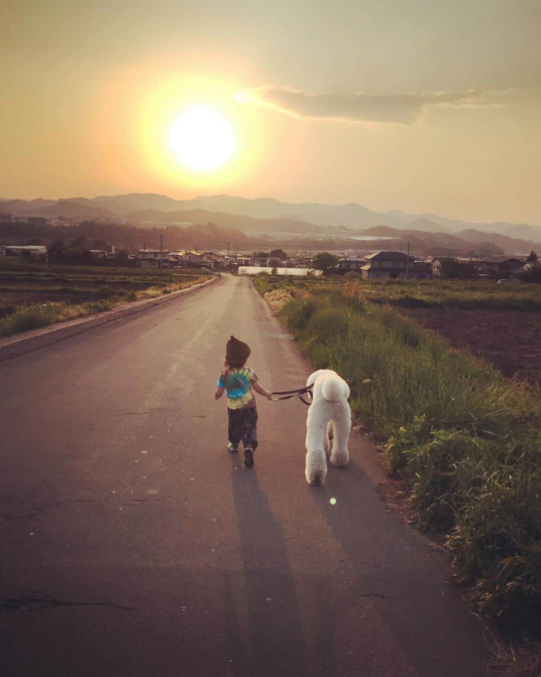 たまねぎさんのインスタグラム写真 - (たまねぎInstagram)「. . 一緒に散歩💕 前投稿の答えは「がっくんでした」😋 . 今回は、くぅさんりっくんと( ^ω^ ) くぅさん、ゆっくりだけどお散歩できるようになりましたよ！(*´꒳`*) . . #standardpoodle #dog #lovedogs #poodlesofinstagram #スタンダードプードル #大型犬と子ども #poodle #dogstagram #east_dog_japan #いぬのいる生活 #ホワイトプードル #whitepoodle #もふもふ部 #わんこ部 #子どもと犬 #kidsanddog #ママリ #キズナ #コドモノ #いこーよ #いぬのきもち #犬と暮らす #いぬなしでは生きていけません #お散歩 #田舎暮らし」5月13日 1時47分 - tamanegi.qoo.riku