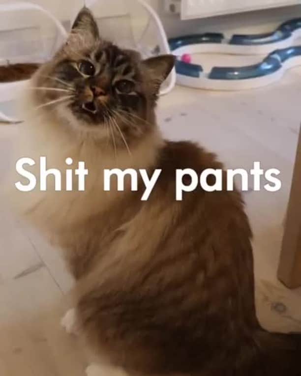 Aww Clubのインスタグラム