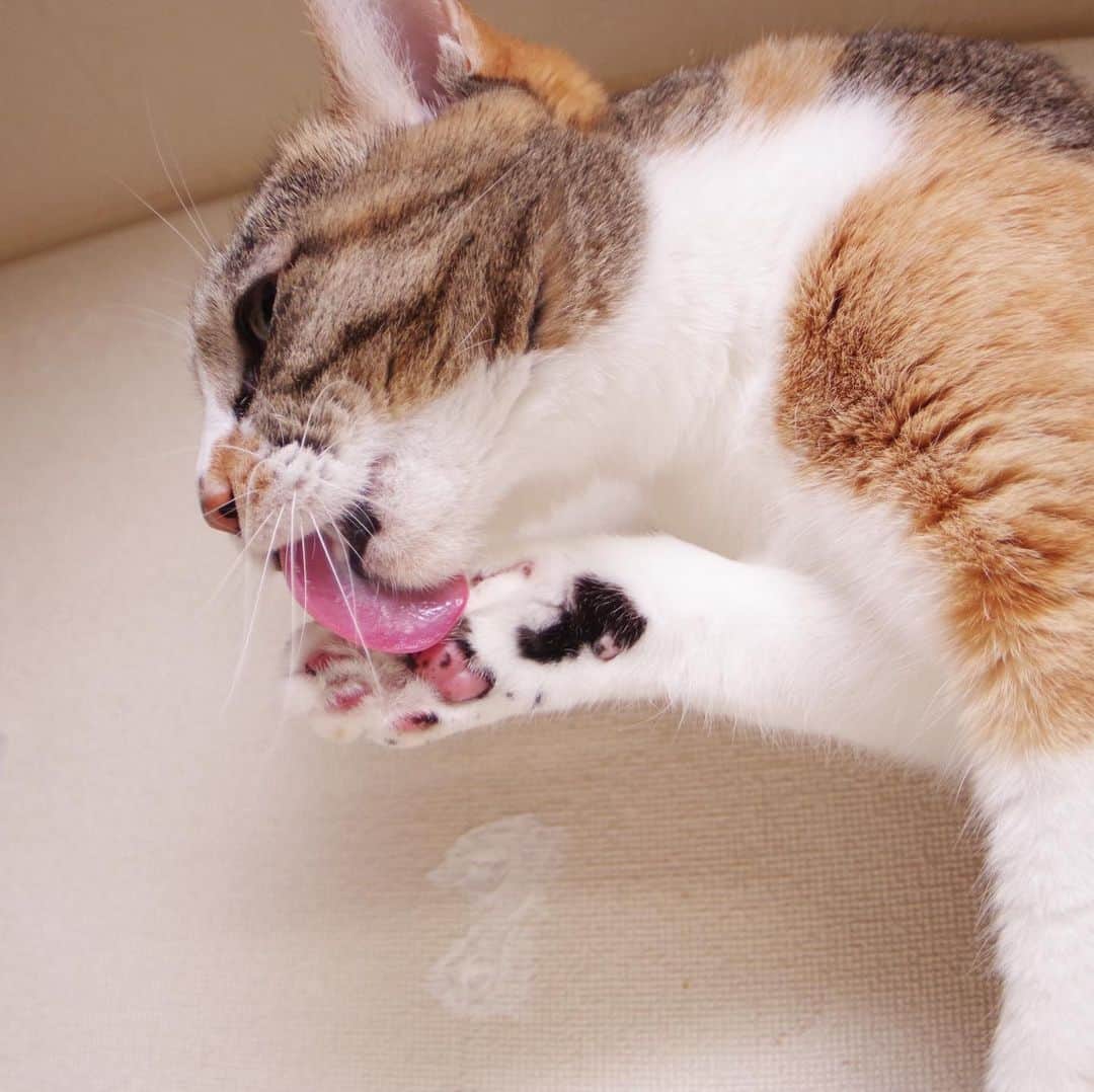 Kachimo Yoshimatsuさんのインスタグラム写真 - (Kachimo YoshimatsuInstagram)「お手入れ、お手入れ #uchinonekora #castella #neko #cat #catstagram #kachimo #猫 #ねこ #うちの猫ら http://kachimo.exblog.jp」5月13日 2時33分 - kachimo
