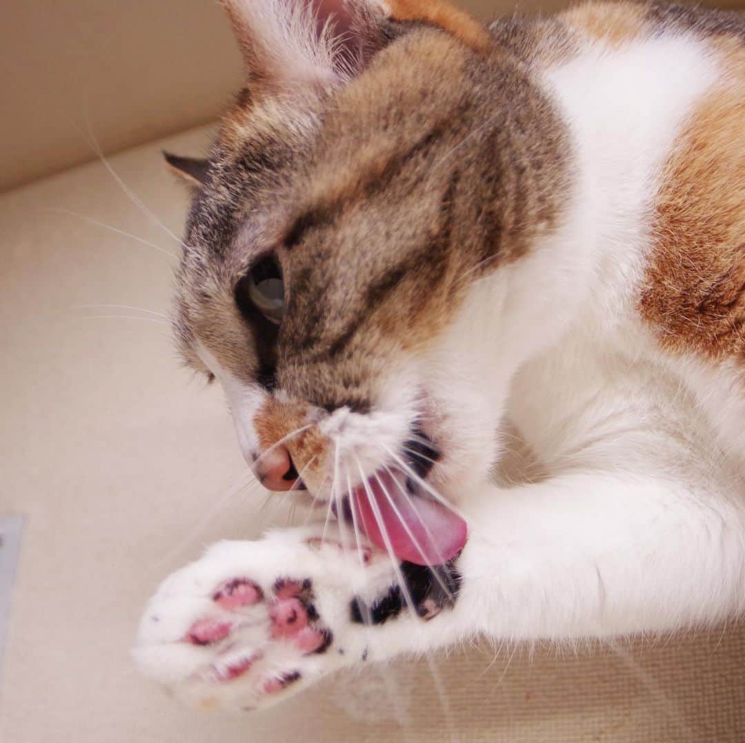 Kachimo Yoshimatsuさんのインスタグラム写真 - (Kachimo YoshimatsuInstagram)「お手入れ、お手入れ #uchinonekora #castella #neko #cat #catstagram #kachimo #猫 #ねこ #うちの猫ら http://kachimo.exblog.jp」5月13日 2時33分 - kachimo