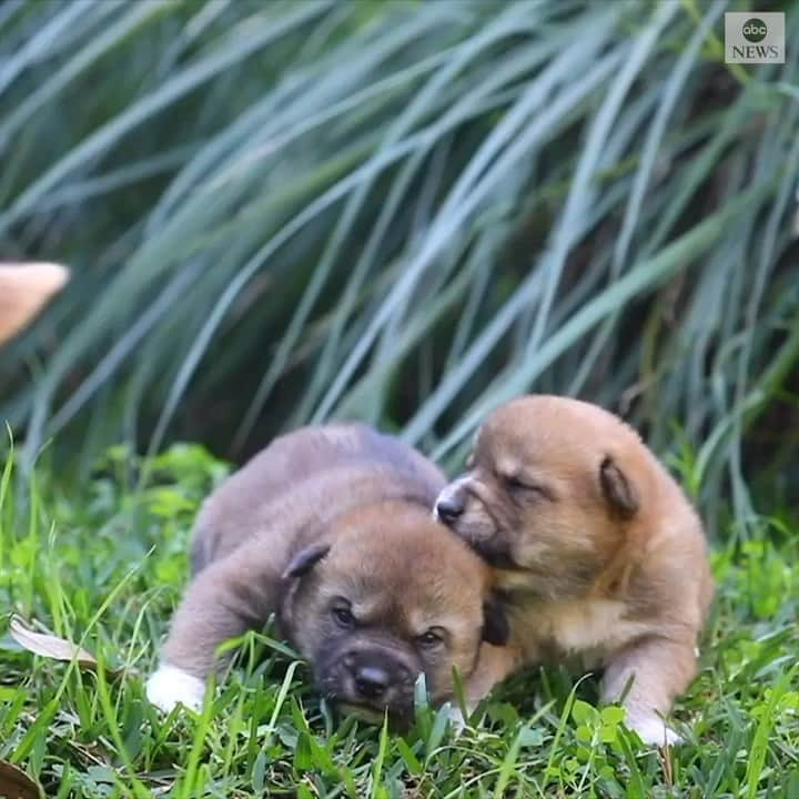 ABC Newsのインスタグラム