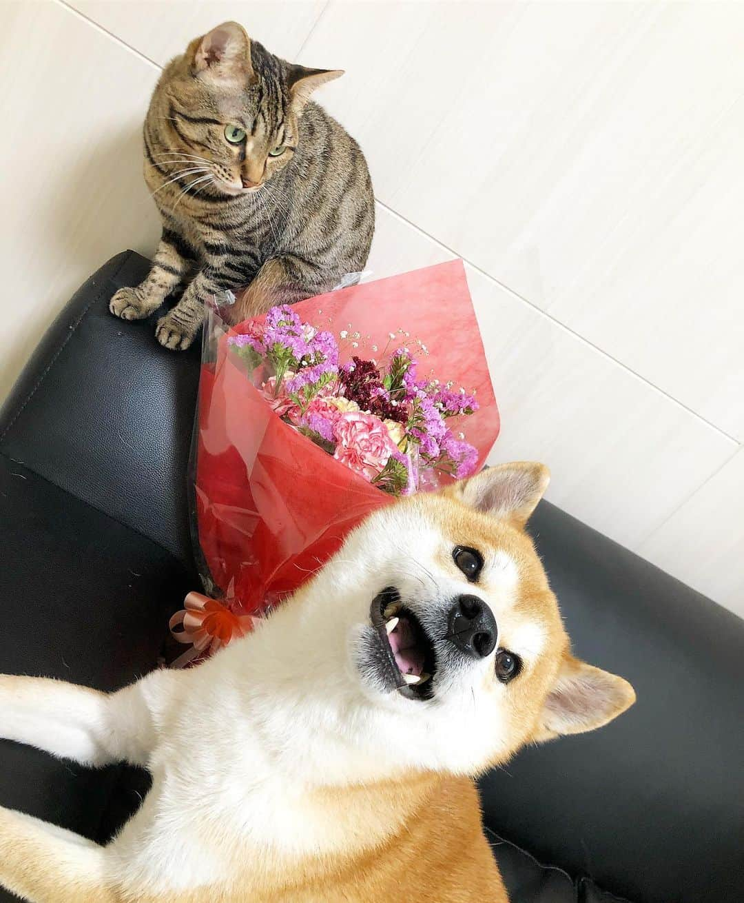 ゆうとろ（柴犬ゆうと猫のとろ）さんのインスタグラム写真 - (ゆうとろ（柴犬ゆうと猫のとろ）Instagram)「. Let's have a nice week! Yu🐶Toro😺 . #こんにちは #昨日母の日で貰った花束と記念撮影 #ゆうたん良い笑顔😆 #私も今週こんな笑顔で過ごしたいな #今週もよろしくです . 先日、オリコンのelthaさんというサイトでゆうとろの記事を書いていただきました。 ライターさんからたくさん質問をいただきまして、少し取材形式のような記事となっております。 良かったら読んで下さると嬉しいです☺️ ストーリーズからサイトに飛べます。 . elthaさんの記事が、有難いことにYahoo!ニュース、LINEニュース、毎日新聞のサイトで取り上げていただきました。 ニュースについて、コメントやDMをたくさんいただいておりますがお返事できずごめんなさい🙇‍♀️💦 コメントは全て読ませていただいています！コメントを貰えるととてもとても嬉しいのですが、なかなか返信できなくて本当ごめんなさい🙇‍♀️ この場をお借りして謝ります。 そして、いつもみて下さってありがとうございます😊 . 追加で告知すいません。 いぬのきもちさんでも、ゆうとろ三兄弟の記事、ゆうの記事を書いていただきました。 こちらもストーリーズからサイトに飛べますので、良かったらみてください。 それでは、また😊 . eltha▶︎ https://beauty.oricon.co.jp/special/100701/ いぬのきもち▶︎ https://dog.benesse.ne.jp/lovedog/content/?id=37545 いぬのきもち▶︎ https://dog.benesse.ne.jp/lovedog/content/?id=37544」5月13日 12時41分 - yuandtoro