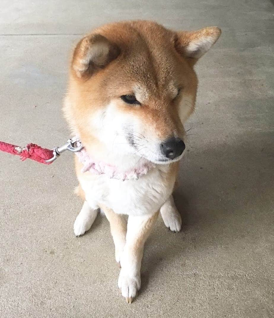 柴犬たま Shibainu Tamaさんのインスタグラム写真 - (柴犬たま Shibainu TamaInstagram)「たママ、モデル立ちがキマッてるぅ⤴️⤴️ * Caption trans🇬🇧 Tama seems like a supermodel✨ * #柴犬たま #たママ #モデル立ち #キメ顔 #斜め45度 #美脚 #足クロス #柴犬 #shiba #shibainu #shibastagram #犬 #dog」5月13日 12時48分 - tama7653