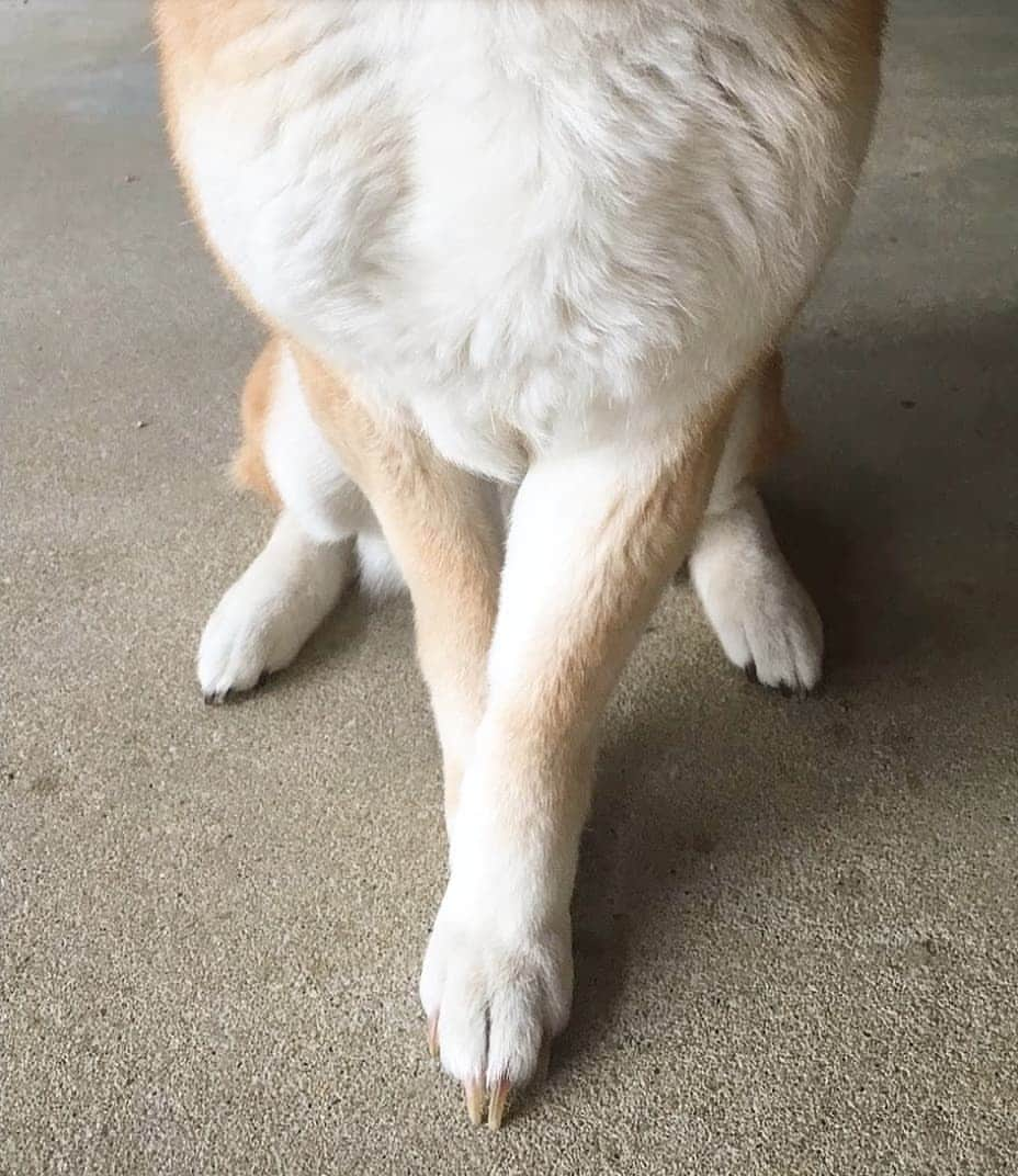 柴犬たま Shibainu Tamaさんのインスタグラム写真 - (柴犬たま Shibainu TamaInstagram)「たママ、モデル立ちがキマッてるぅ⤴️⤴️ * Caption trans🇬🇧 Tama seems like a supermodel✨ * #柴犬たま #たママ #モデル立ち #キメ顔 #斜め45度 #美脚 #足クロス #柴犬 #shiba #shibainu #shibastagram #犬 #dog」5月13日 12時48分 - tama7653