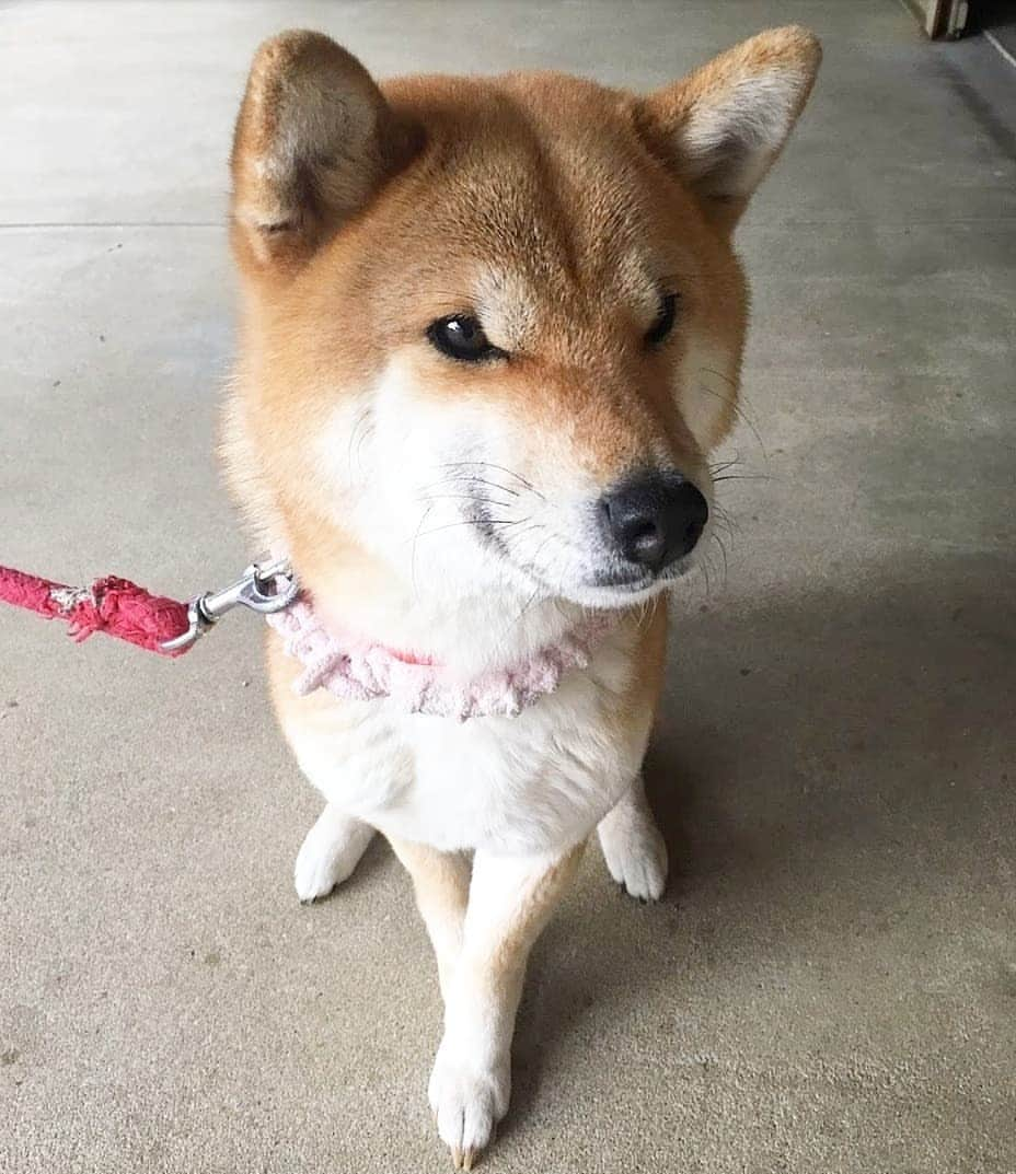 柴犬たま Shibainu Tamaさんのインスタグラム写真 - (柴犬たま Shibainu TamaInstagram)「たママ、モデル立ちがキマッてるぅ⤴️⤴️ * Caption trans🇬🇧 Tama seems like a supermodel✨ * #柴犬たま #たママ #モデル立ち #キメ顔 #斜め45度 #美脚 #足クロス #柴犬 #shiba #shibainu #shibastagram #犬 #dog」5月13日 12時48分 - tama7653