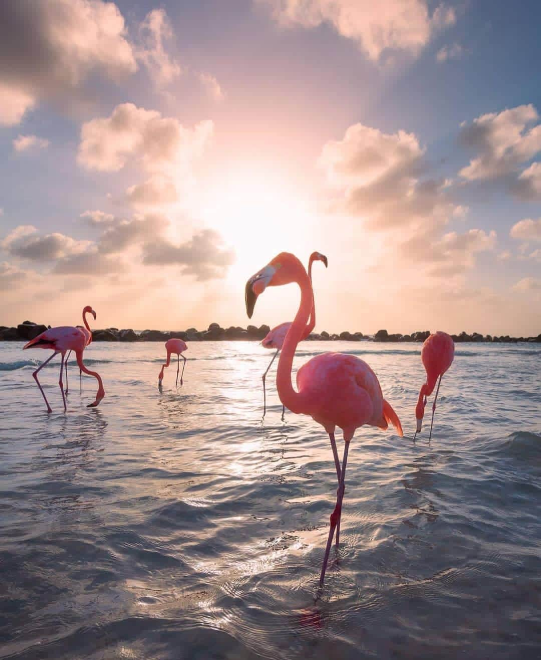 Wonderful Placesさんのインスタグラム写真 - (Wonderful PlacesInstagram)「Aruba ✨😍😍😍✨ . Pictures by ✨✨@argenel✨✨ #wonderful_places for a feature 💖」5月13日 13時04分 - wonderful_places