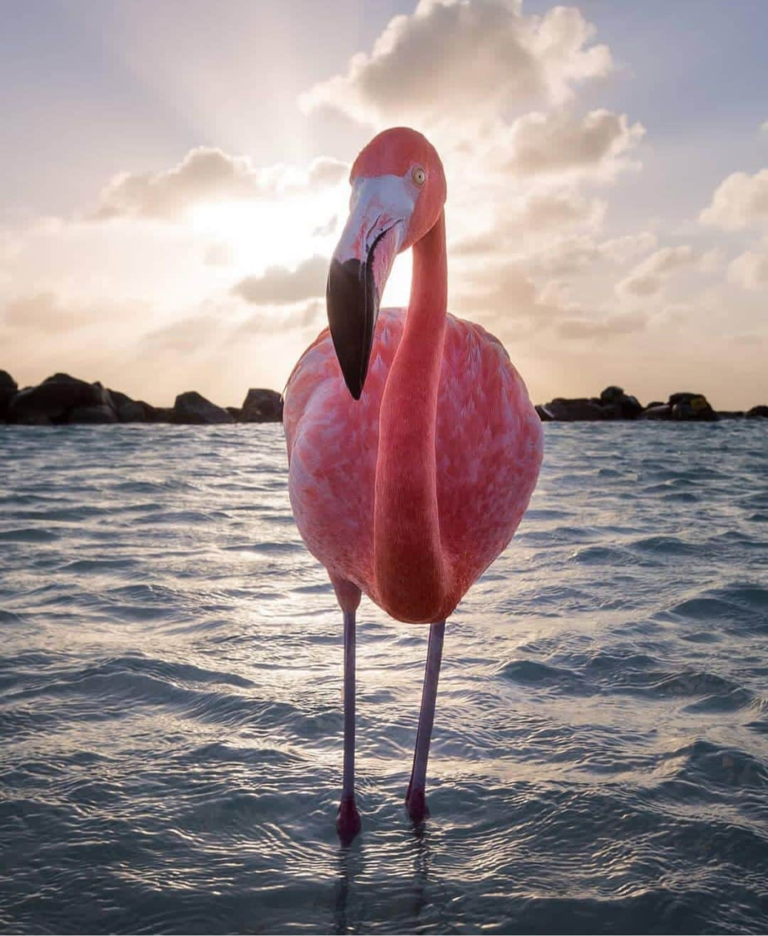 Wonderful Placesさんのインスタグラム写真 - (Wonderful PlacesInstagram)「Aruba ✨😍😍😍✨ . Pictures by ✨✨@argenel✨✨ #wonderful_places for a feature 💖」5月13日 13時04分 - wonderful_places