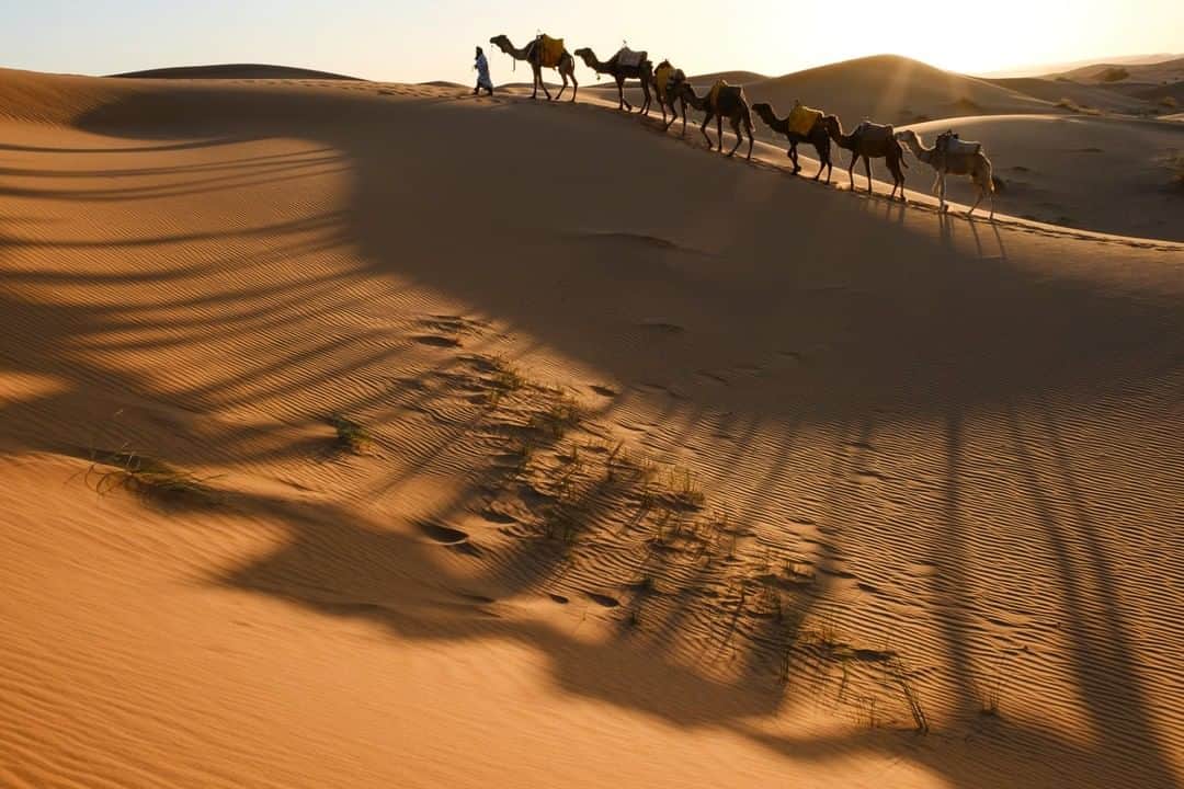 National Geographic Travelさんのインスタグラム写真 - (National Geographic TravelInstagram)「Photo by @KristaRossow | During a Morocco photo expedition in March, we rode camels into the Sahara Desert to photograph at sunset. Our camel driver was kind enough to walk the line of camels on the dunes while we photographed. Follow me @KristaRossow for more images from #Morocco and around the world. @NatGeoExpeditions #camels #Sahara #desert」5月13日 13時13分 - natgeotravel