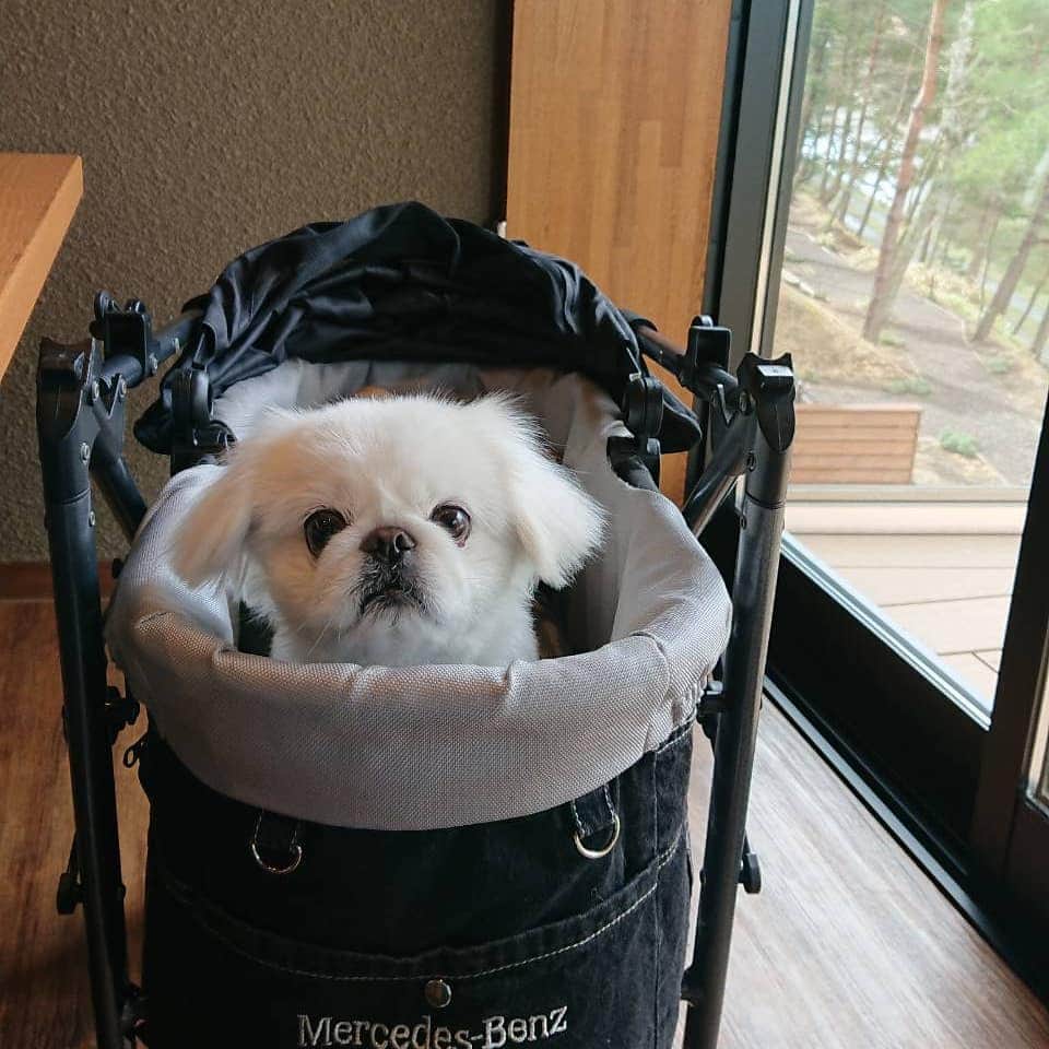 のインスタグラム：「#ペキニーズ #ぺきにーず #白ペキニーズ #Pekingese #pekingese  #pekingeselove #pekingesesofinstagram  #pekinese #pekistagram  #japanese #japan #dogstagram  #dogs #dog #japanesedog #japanesedogs #doglover #love #iloveyou #ilovedogs #京叭狗 #페키니즈 #cute #cutedog  #ハロウィン #愛犬 #わんこ #犬 #エブリドッグ #ZIP写真部」