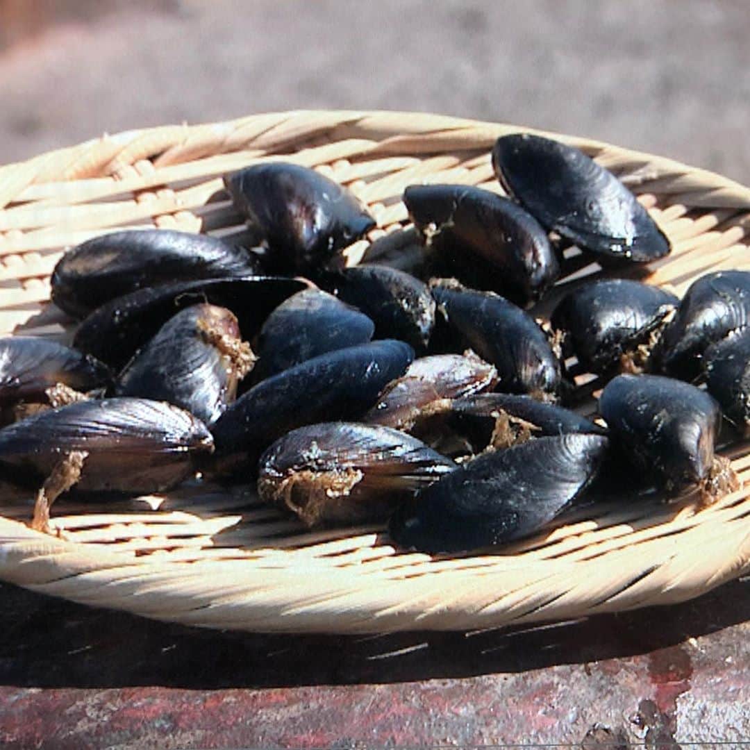 のインスタグラム：「‪海の厄介者が特産に！？‬ ‪余市町でムール貝の養殖が本格的に始まっています。その名も #余市ムール‬ ‪一年貝でうまみが強いのが特徴✨‬ ‪余市の新たな特産として注目される‬ ‪ムール貝、今日の #みんテレ ‬ ‪で4時、6時台で大特集。‬ ‪編集、台本、ボードと一から頑張って作りましたので是非ご覧ください♩‬ #uhb」