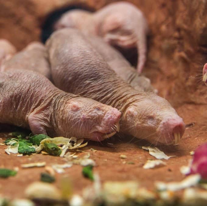 スミソニアン国立動物園さんのインスタグラム写真 - (スミソニアン国立動物園Instagram)「Have you ever wished you could start your own naked-mole-rat colony? Now's your chance! For a limited time, bring home two of these fascinating, nearly-hairless rodents in the form of cuddly toys. Your purchase supports the Zoo’s conservation efforts. ❤️🐾 s.si.edu/2Dpjjx8 (Link in bio.)」5月13日 5時10分 - smithsonianzoo