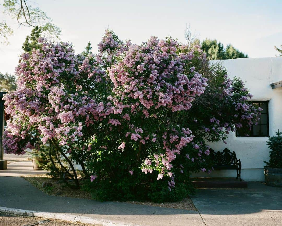 アリス・ガオさんのインスタグラム写真 - (アリス・ガオInstagram)「spring in santa fe 🌸 back on my #mamiya7ii grind」5月13日 5時19分 - alice_gao