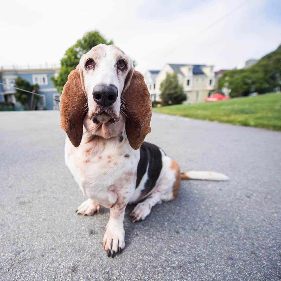 The Dogistさんのインスタグラム写真 - (The DogistInstagram)「Zoey. Basset Hound (10 y/o), Duboce Park, San Francisco, CA • “She’s a picky eater. She will only eat raw, grass-fed beef – my wife has always cooked for her. Our other dog is named Laser and they’re like an old married couple. Laser gets possessive and bites her ear if she talks to other dogs.”」5月13日 5時35分 - thedogist