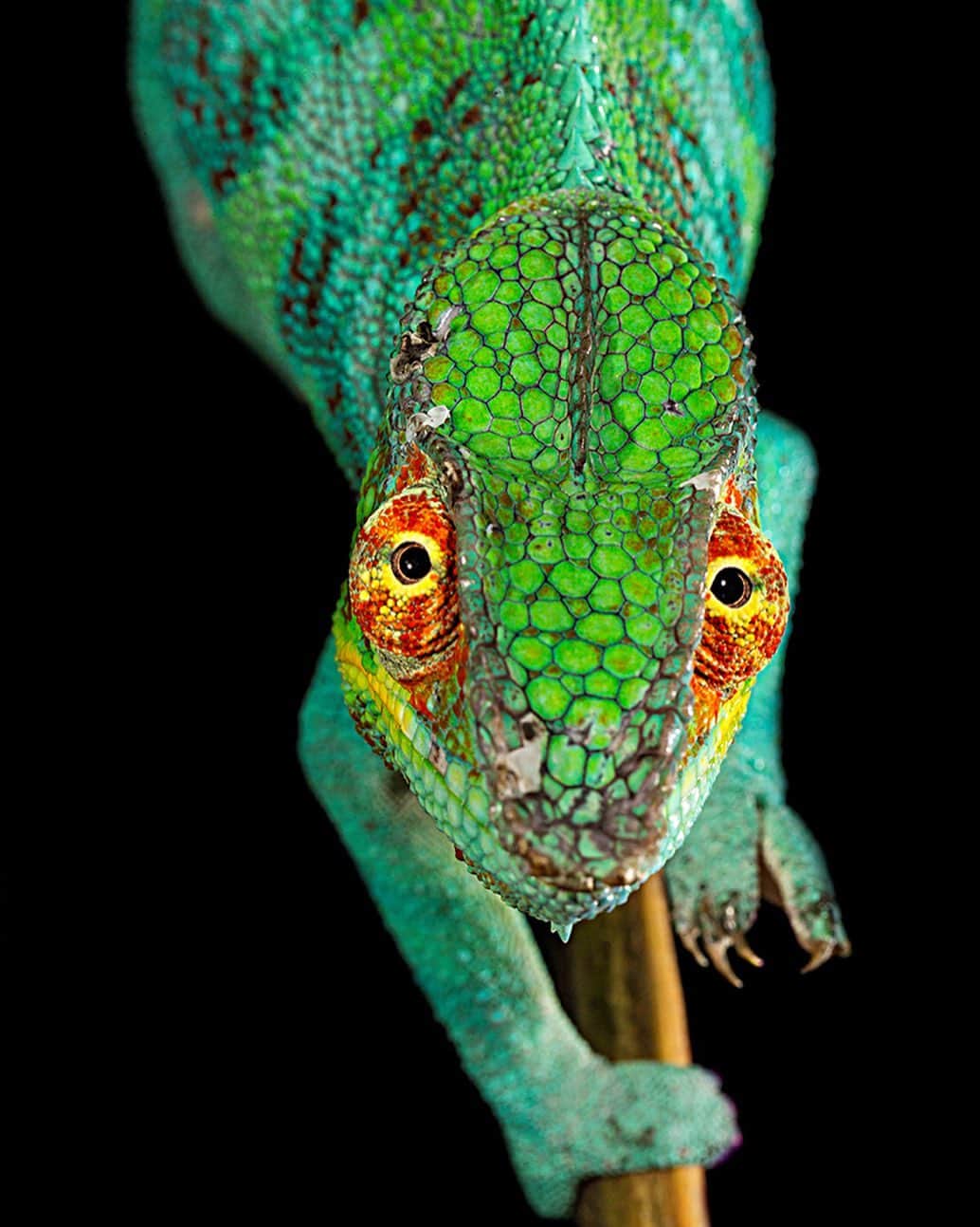 のインスタグラム：「Photo by @christianziegler | A close-up portrait of a male panther chameleon in a unique color morph endemic to the area around Ambanja, Madagascar. #Chameleon #Madagascar #Portrait」
