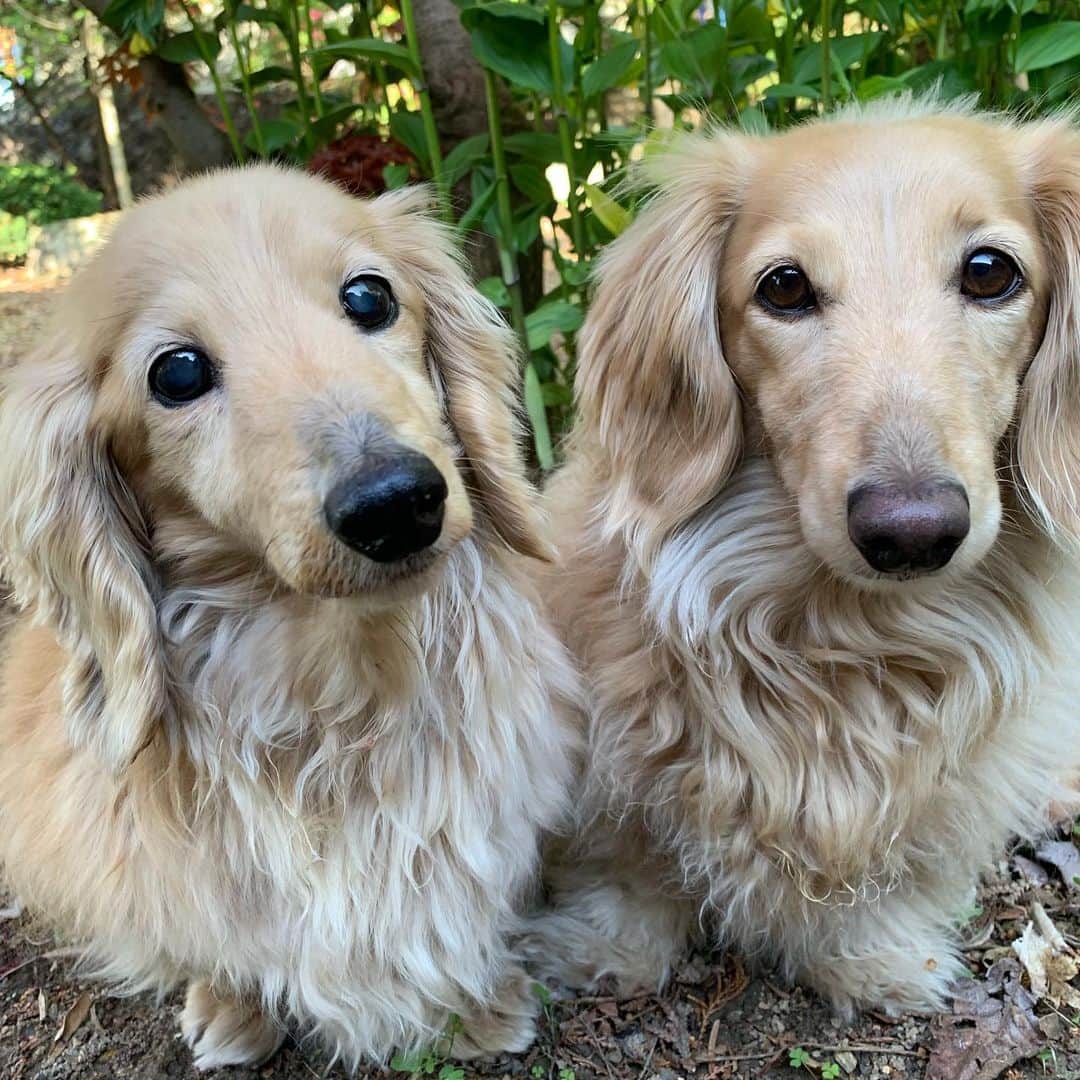 ハッチ＆ニコのインスタグラム：「Good morning ☀️ おはようございます  #カメラ嫌い同好会 #pecoいぬ部 #犬の生活が第一 #癒しわんこ #dachshund #犬バカ部 #短足部 #ふわもこ部 #tokyocameraclub #東京カメラ部」