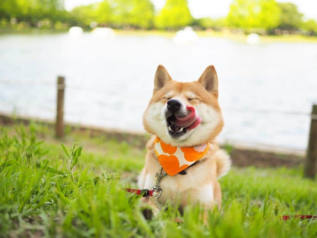 豆柴にこちゃんさんのインスタグラム写真 - (豆柴にこちゃんInstagram)「🐶 おはよー 昨日はランチの後、 #川越水上公園  へ。 特に何があるわけではないけど、 海外みたいにキレイな公園。 . にこ、ここでもたくさん歩きました🐕💕 . ⑤枚目 ストーリーにもあげたけど、 パパの頭にでかい葉っぱがついてて、 奥の女の子たちが「葉っぱついてるよー！」 て教えてくれてるとこ🤣 笑われてたよw . ⑥枚目 にこのこともかわいがってくれたよ . ⑨⑩ かなり俊敏な動きをしたり、 歩くスピードも上がった❣️ . たまーに、痛くて座っちゃう時もあるけど、 ほぼ普通にお散歩できるように😊 . 母の日に元気なお散歩姿を見せてくれました💐 . #にこの右足闘病記 . #柴犬#豆柴#pecoいぬ部#犬#わんこ#犬#ここ柴部#shibainu#dog#mameshiba#pecotv#dog#いぬのきもち部#しばいぬ#しばけん#こいぬ#シバイヌ#いぬ#イヌ#赤柴#マメシバ#ペット#日本犬#子犬#puppy#doggo#pet」5月13日 7時16分 - nikochan.mame48