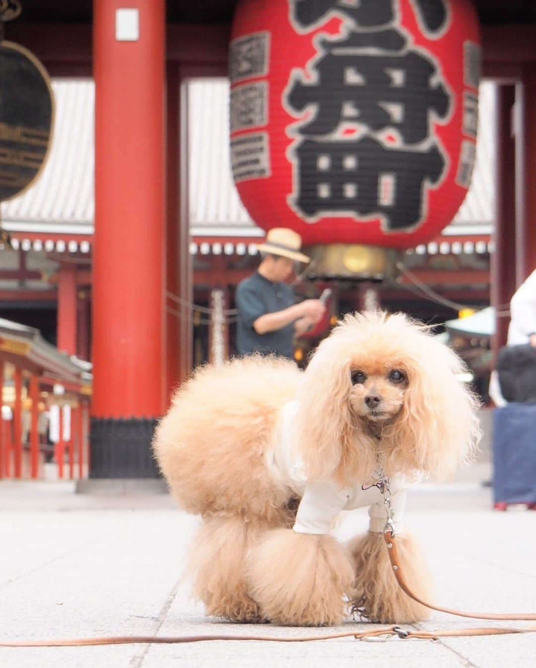 Toypoodle Mikuru?Asakusa Tokyoのインスタグラム