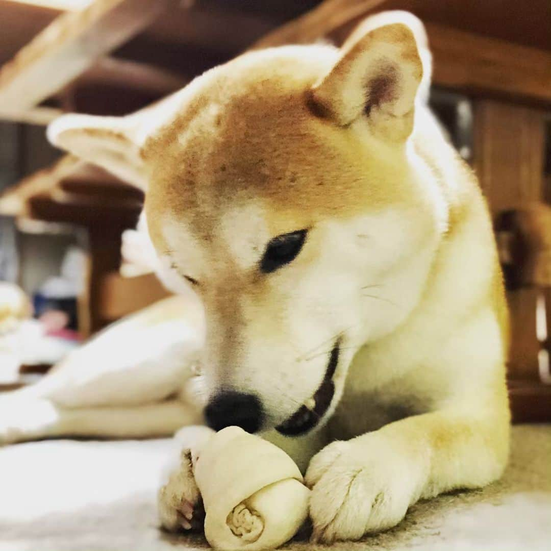 篠原信一さんのインスタグラム写真 - (篠原信一Instagram)「小鉄とニコの大冒険🐾🌀 おやつ食べてる時は静かな小鉄とニコ🦴 #柴犬 #しばいぬ #ゴールデンレトリバー #小鉄とニコの大冒険  #shibainu #shibainulover #shibainutoday #shibainuinstagram #shibainudaily #shibainusofinsta #golden #goldenretriever #goldenretrieverlover #goldenretrievertoday #goldenretrieverinstagram #goldenretrieversofinsta #goldenretrieverdaily #ガム #牛皮ガム」5月13日 7時44分 - kotetu__niko