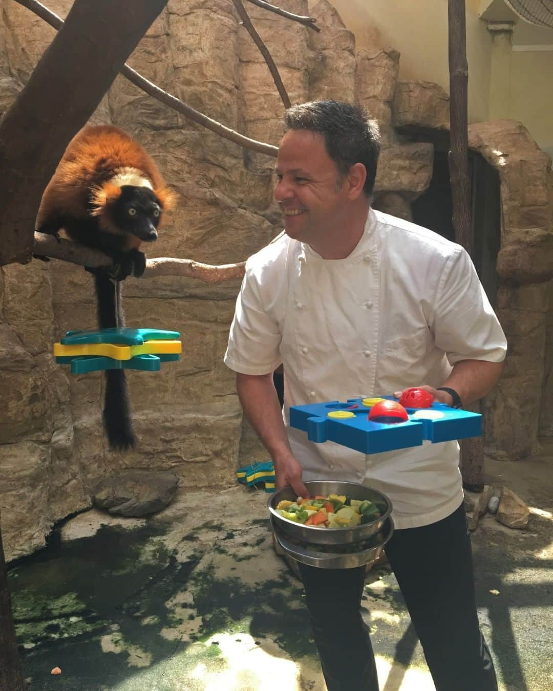 スミソニアン国立動物園さんのインスタグラム写真 - (スミソニアン国立動物園Instagram)「🥑🍗🧀🥧🥗🍉ZooFari: Bite Nite guests are not the only ones who get the gourmet treatment! 👨‍🍳Chef @cathalarmstrong visited the Zoo to put his culinary skills to the test and help make some tasty dishes for our red-ruffed lemurs and tamanduas! The red-ruffed lemurs had cleverly plated fruit, using toys with lots of nooks-n-crannies to hide the tasty treats. The tamanduas got a chance to use their long sticky tongues to slurp live mealworms directly—no plating necessary.  Join us and @Fonznationalzoo for gourmet human food from some of D.C.'s finest restaurants on 📅 May 16th.」5月13日 8時00分 - smithsonianzoo