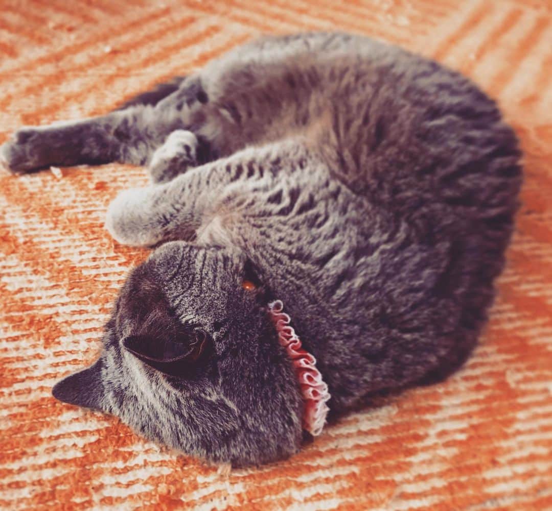 チキン南蛮カレーのルウ王子のグルメインスタ