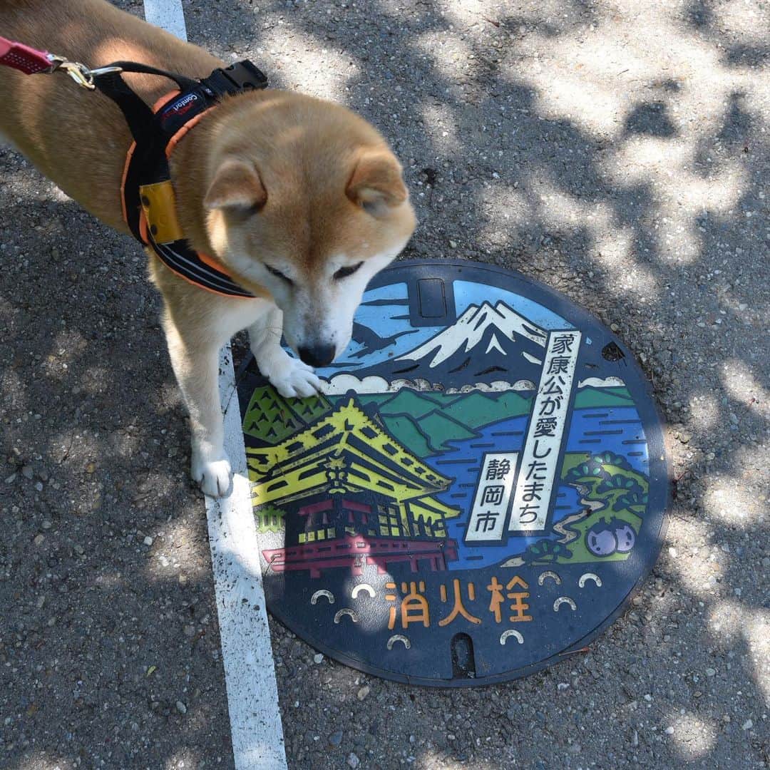 がんちゃんさんのインスタグラム写真 - (がんちゃんInstagram)「2019年5月7日  日本平にあった蓋。「蓋女」って程じゃないけど、ご当地の蓋って犬と歩いているとよく見かけて、しかも犬と写真が撮りやすい😆  #蓋女 #日本平 #てんタッキー富士山の旅」5月13日 8時57分 - kota2ann