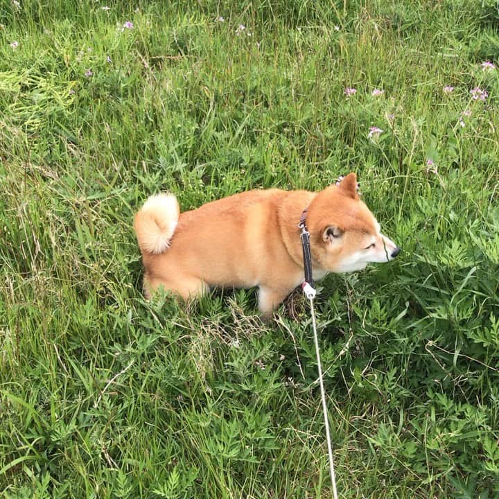 マル子のインスタグラム：「絶景でppp #マル子 #柴犬 #shiba #マル子ppp」