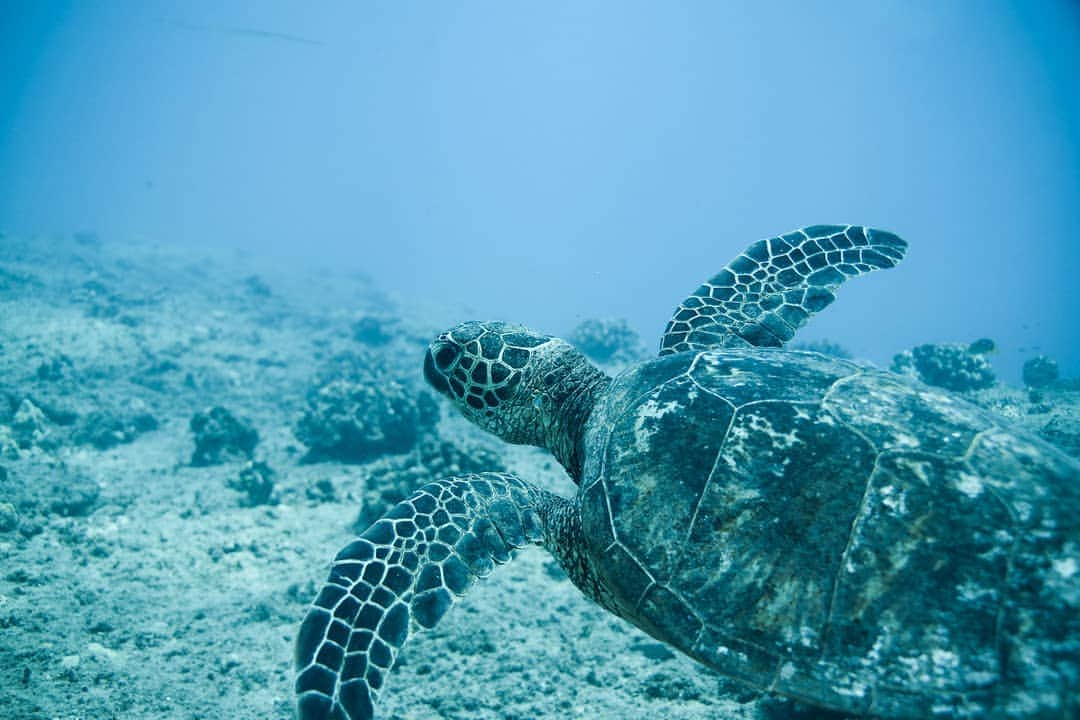 And Youさんのインスタグラム写真 - (And YouInstagram)「It's good luck to see a sea turtle while swimming in the ocean 🐢. . . . #seaturtle #honu #hawaii #oceanadventure #goodluck」5月13日 9時05分 - dolphinsandyou